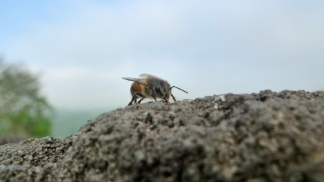 Say "Hi" to a little bee in the Borobudur.. So lovely! 