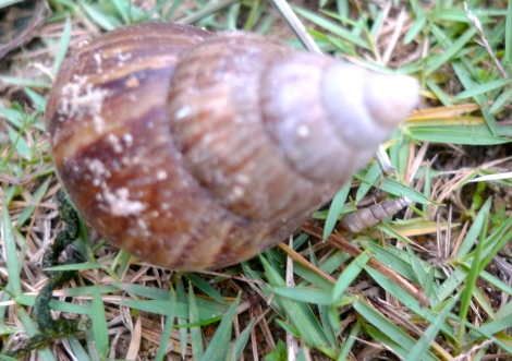A snail with her baby snail… what a touching moment in life!