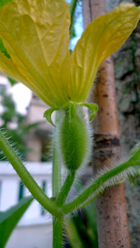 To our surprise, we discovered the little hairy melon..