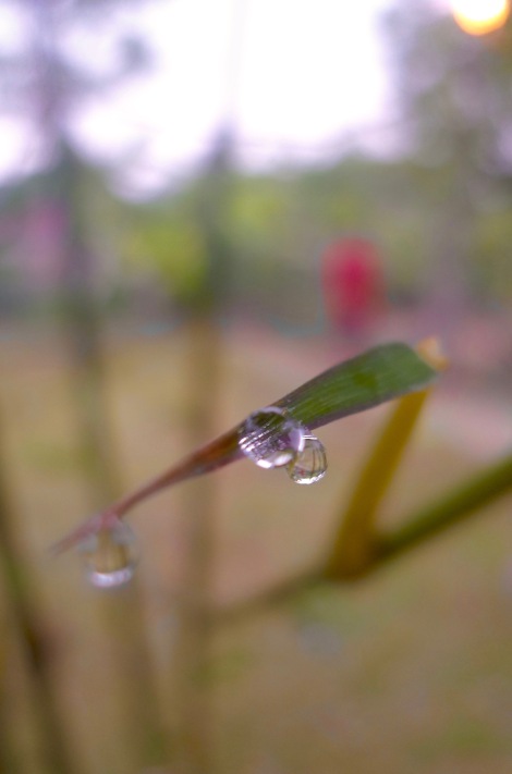 Our life is just like morning dew, we can disappear anytime. Treasure your life, be self benefit and benefit others!